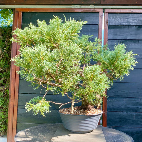 Bonsai Juniperus horizontalis - LS93320