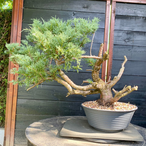 Bonsai Juniperus horizontalis - LS93320