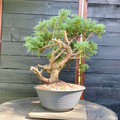 Bonsai Juniperus horizontalis - LS93320