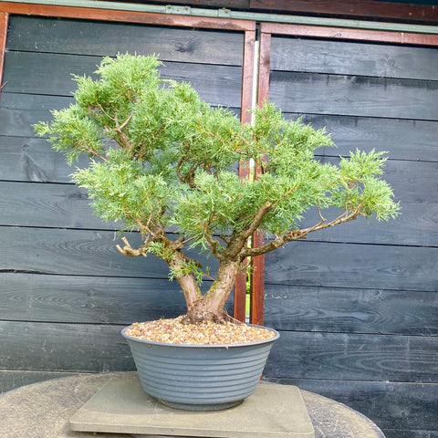 Bonsai Juniperus horizontalis - LS93321