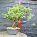 Bonsai Juniperus horizontalis - LS93321