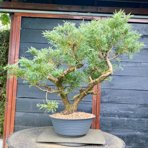 Bonsai Juniperus horizontalis - LS93321