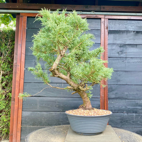 Bonsai Juniperus horizontalis - LS93321