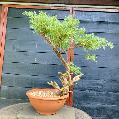 Bonsai Juniperus horizontalis - LS93322
