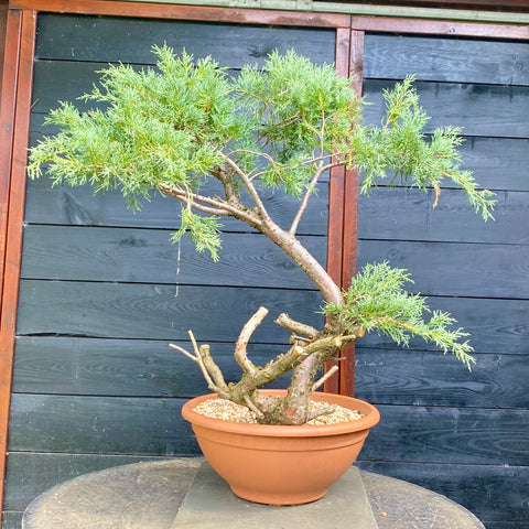 Bonsai Juniperus horizontalis - LS93322