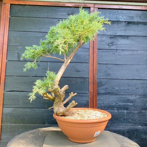 Bonsai Juniperus horizontalis - LS93322