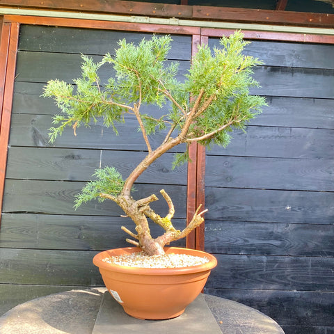 Bonsai Juniperus horizontalis - LS93322