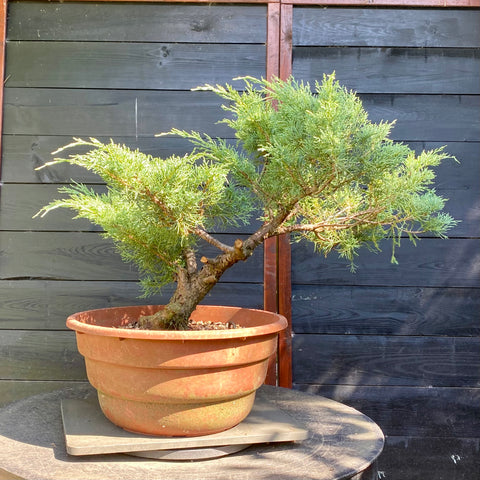 Bonsai Juniperus horizontalis - LS93323
