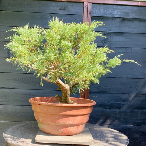 Bonsai Juniperus horizontalis - LS93323