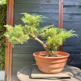 Bonsai Juniperus horizontalis - LS93323