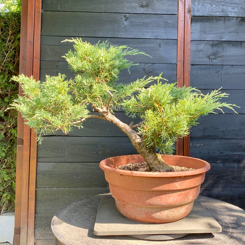 Bonsai Juniperus horizontalis - LS93323