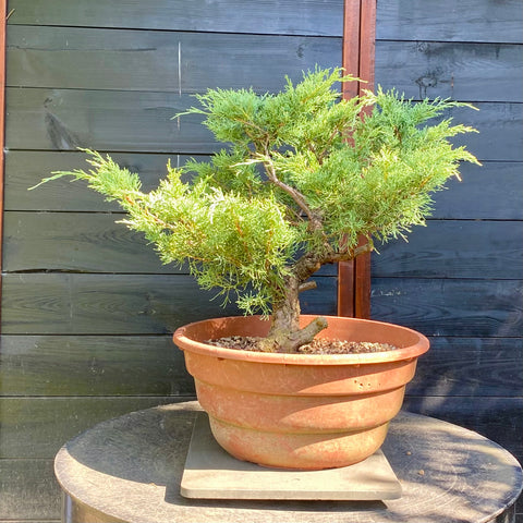 Bonsai Juniperus horizontalis - LS93323