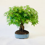 Bonsai Acer Palmatum - wortel over steen