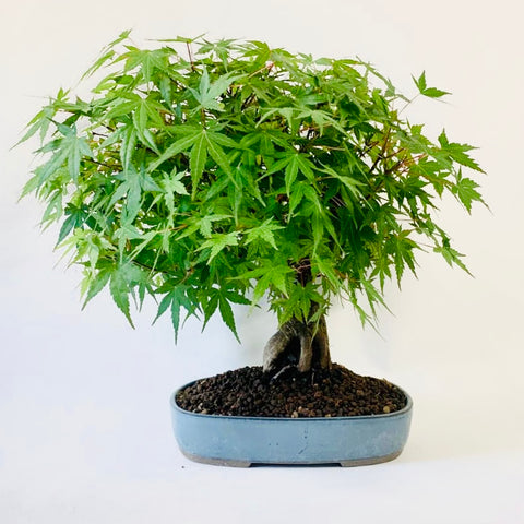 Bonsai Acer Palmatum - wortel over steen