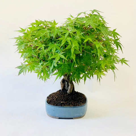 Bonsai Acer Palmatum - wortel over steen