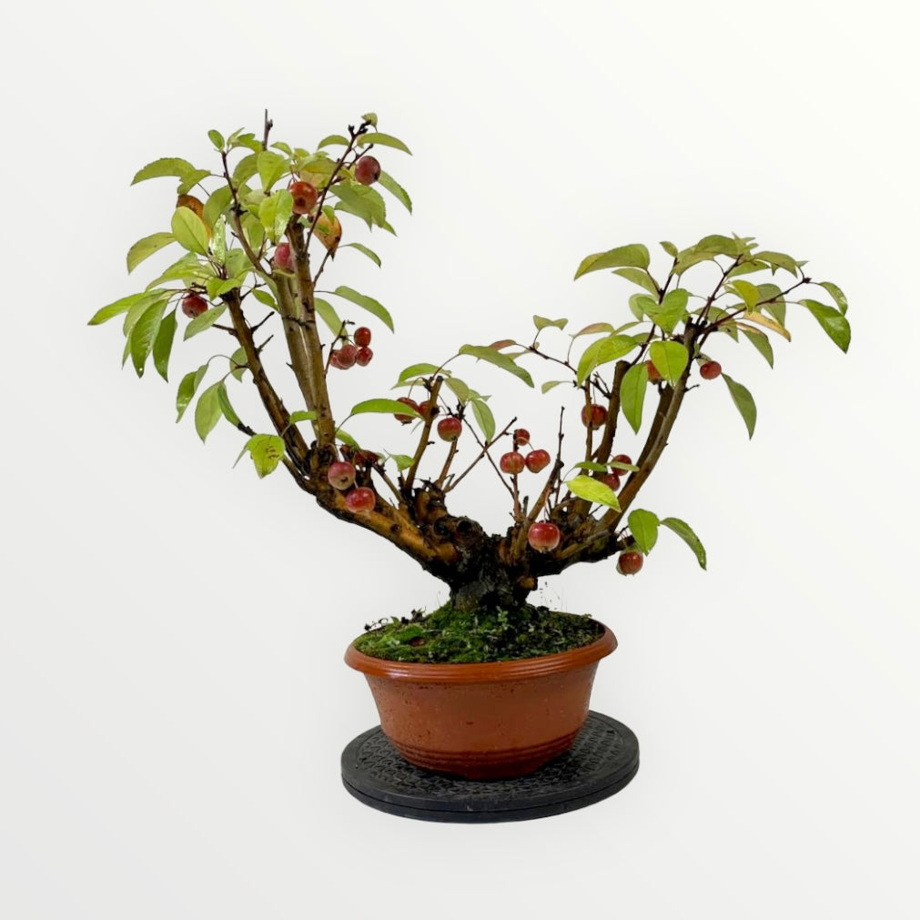 Bonsai appelboom malus Bonsai boom kopen Bonsaihobby