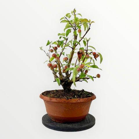 Slanke bonsai appelboom - malus
