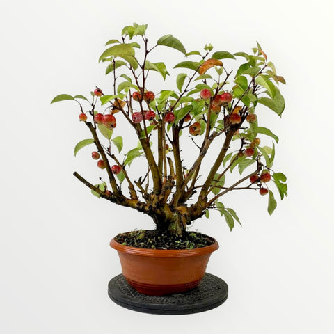 Appel bonsai met veel mogelijkheden 