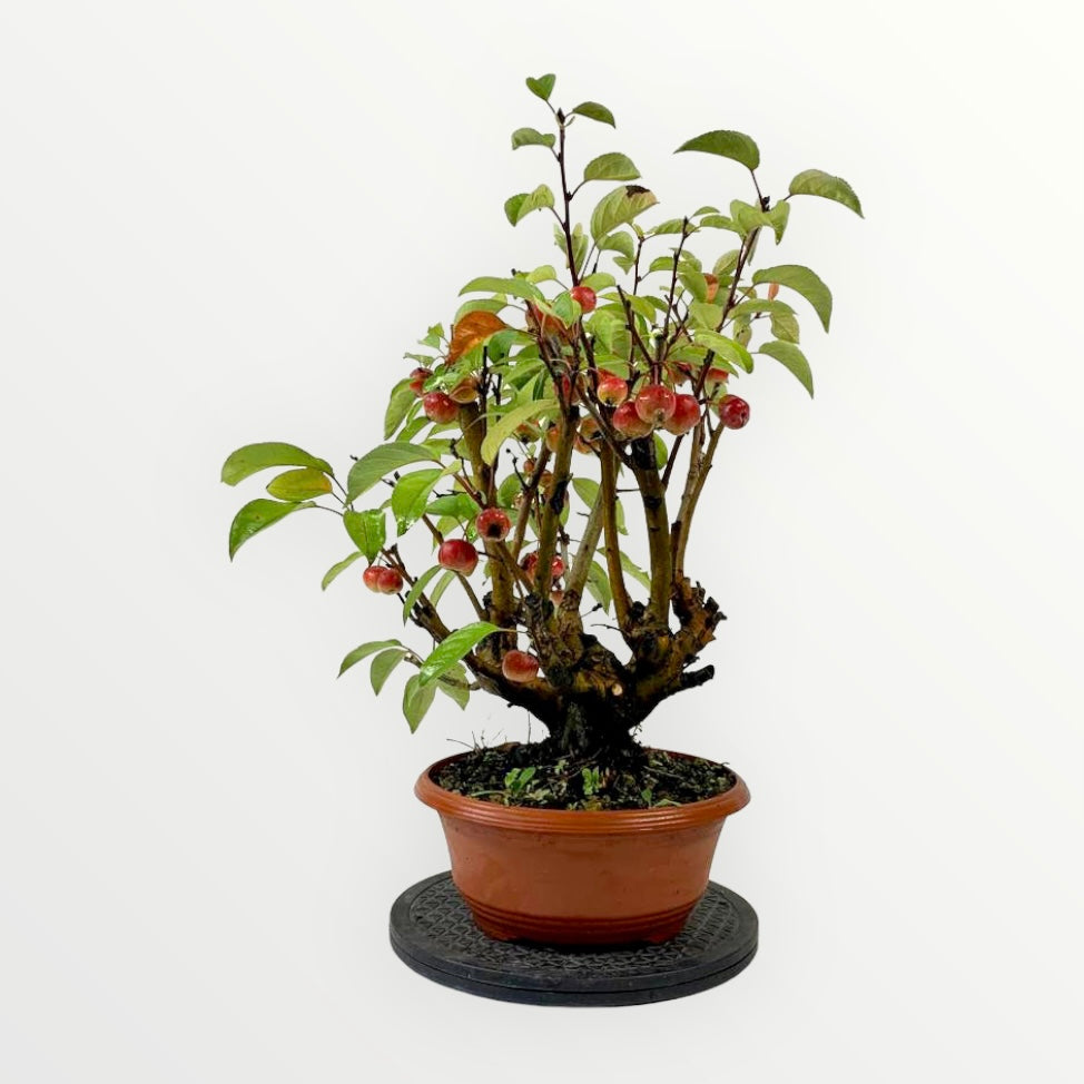 Gresorth 51 cm Kunstmatige gele citroenboom nep huis groene plant