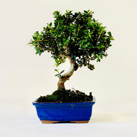 Bonsai olijfboom